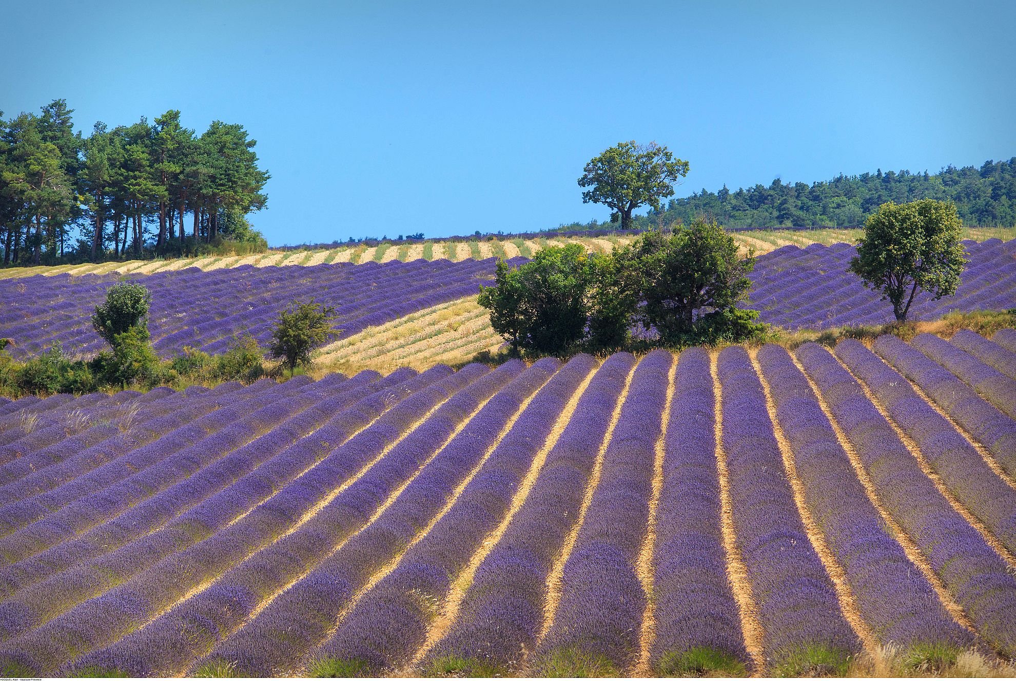 Lavender bloom in Provence Transglobe